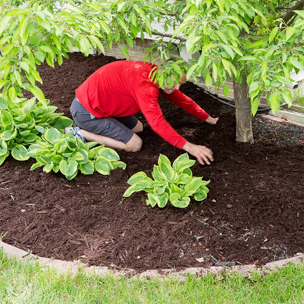 mulch installation can help retain moisture, suppress weeds, and improve the overall appearance of your garden or landscape